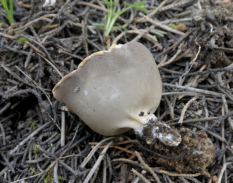 Helvella leucomelaena